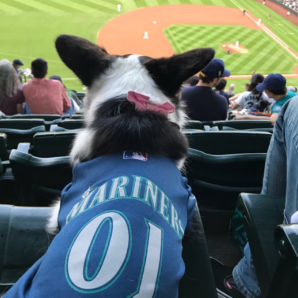 WhiskeyCorgi's tweet photo. Ok @Mariners, I want to see you establish dominance and be the alpha tonight. Get that W and win the series. #TrueToTheBlue #BarkAtThePark #WhereIRoot https://t.co/jrrYtwt6xs