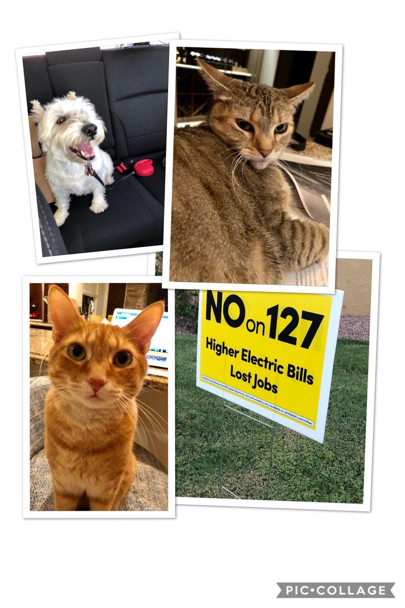 TM_10tori's tweet photo. These #cats and #dogs are voting #NoOn127. They know it is #BadforAZ @ALHStewart #Simba #Nala #Joey don’t want #California billionaires dictating our #energy policy. #indoorcatsneedairconditioningtoo https://t.co/SyDnaFQvJX