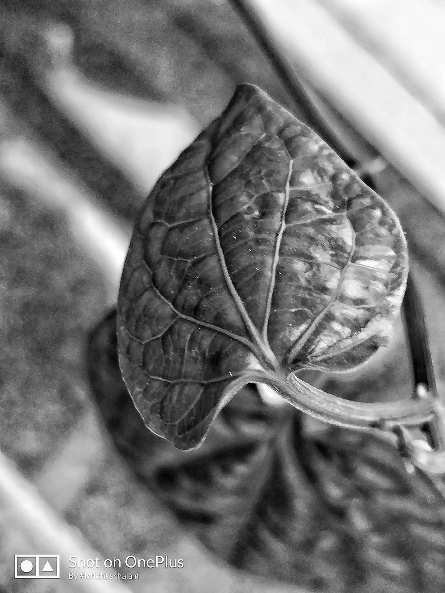 lohithchalam's tweet photo. Monochrome Magic #shotononeplus #lohithkschalamphotography #beetleleaf #snapseed @oneplus @OnePlus_IN https://t.co/qa3YWVvmg2