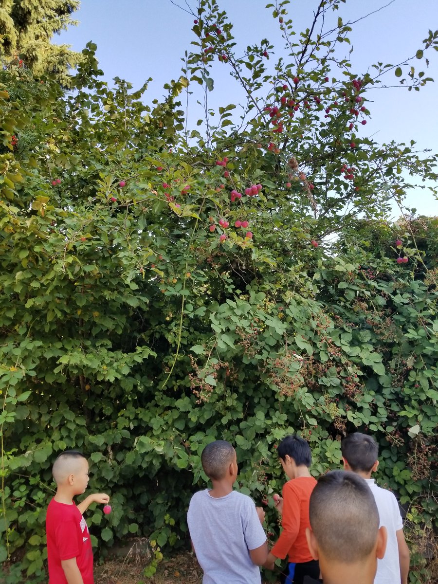 karveena23's tweet photo. Exploring new beginnings within our school community on our nature walk around @RoyalHeightsBC "oh look we found an apple tree" 🍎Sts followed our 3Ds rule: Down, Detached & Dead for our nature art #placebasedlearning #walkingcurriculum #sd36learn #sd36abed #connectiontoplace https://t.co/Gntb7l5qF9