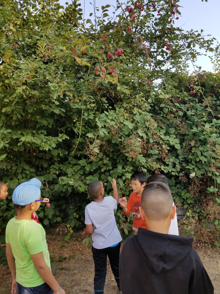 karveena23's tweet photo. Exploring new beginnings within our school community on our nature walk around @RoyalHeightsBC "oh look we found an apple tree" 🍎Sts followed our 3Ds rule: Down, Detached & Dead for our nature art #placebasedlearning #walkingcurriculum #sd36learn #sd36abed #connectiontoplace https://t.co/Gntb7l5qF9