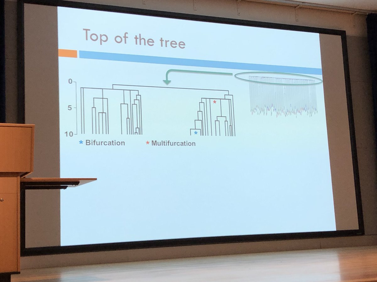 Prof Campbell : My PhD student Henry and I had a bet about what the #phylogenetictree of somatic DNA changes in blood cells over time might look like: we were both right and both wrong! #GarvanIFS