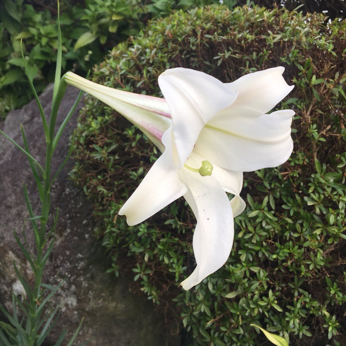 Masashi タカサゴユリ Lilium Formosanum タカサゴユリ ユリ 百合 白いユリ 白い百合 花 白い花 夏の花 夏 8月 暑い 晴れ 日差し Lily Flower Whiteflower Summerflower Summer August Hot Sunny Sunshine Blume Weisseblume