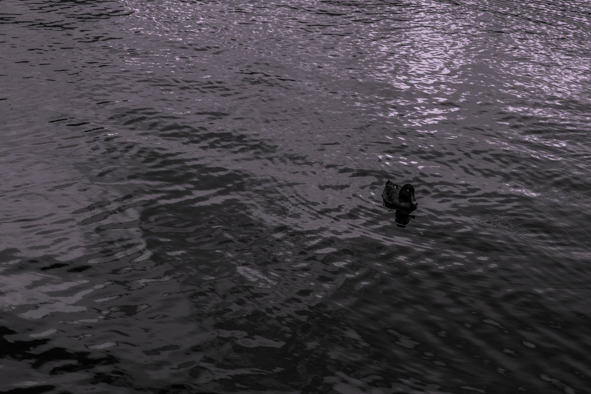 TrashTheUnded's tweet photo. quack quack. A singular duck, searching for a friend. Haha same...... #hcidmt https://t.co/3MLTkhjbNR