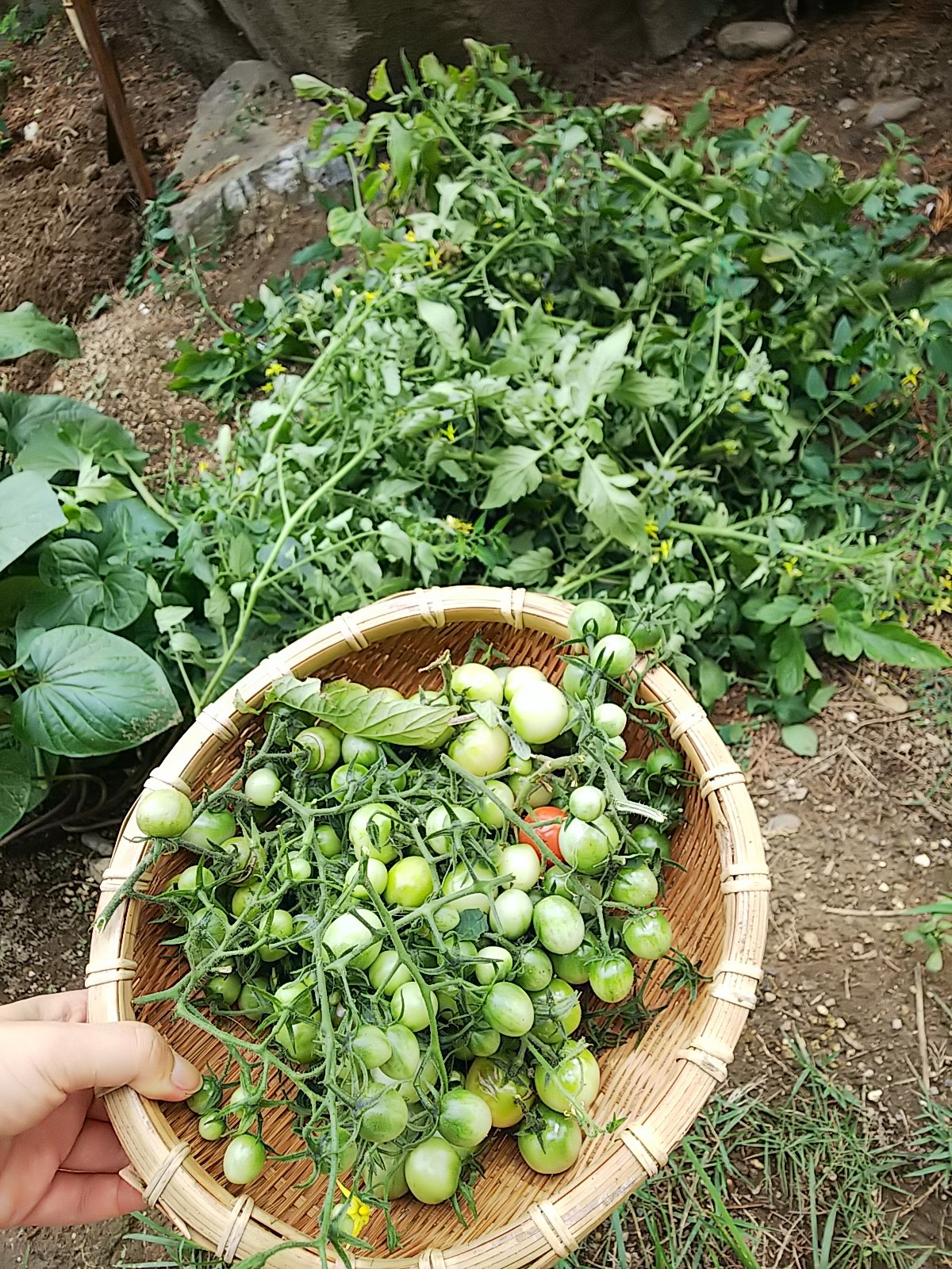 信州発 家庭菜園 Q S Natural Garden ミニトマト 撤収 沢山のトマト をありがとう 緑のトマトは炒め物に使おう 初栽培の ピンキー と キラーズ ジューシーで トマトの強い味はしなくて果物みたいな味でした 来年はどんなトマト