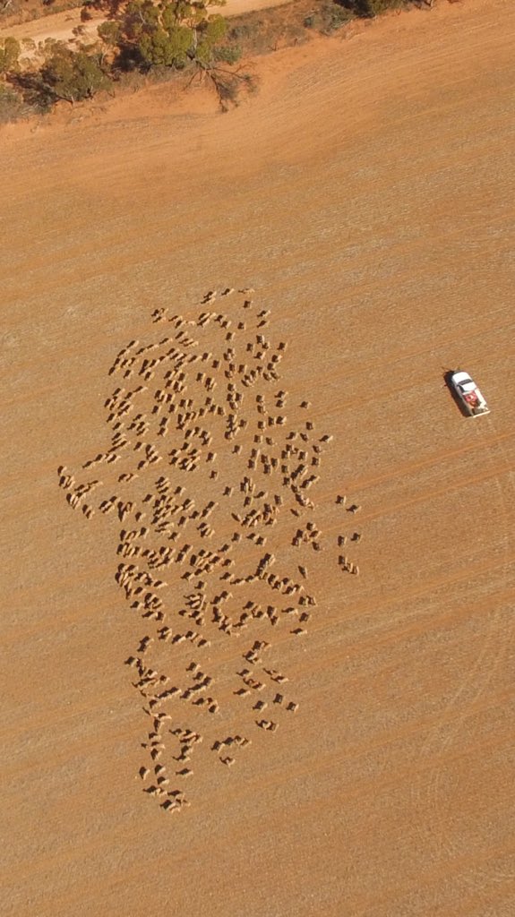 #asktwitter does anyone know of any counting apps or software that can analyse an image to count things? In this case counting sheep manually puts me to sleep 🐑🐑🐑🐏😴