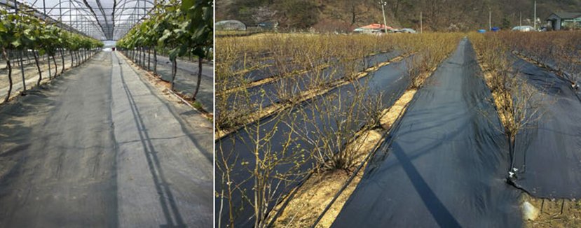 환경친화형 농자재 지원 (장기성코팅하우스필름, 생분해성 멀칭제, 잡초매트) 수요조사 기간, 농지 소재지 해당구청 경제교통과에 신청하세요.
  ❍ 기간 : 2018. 8. 20. ~ 9. 14.
  ❍ 대상 :  농업경영체 정보에 등록된 농지