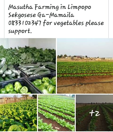 HlokiMabogale's tweet photo. Masutha farming... from deep rural Mamaila village, #Sekgosese #Limpopo. @Julius_S_Malema https://t.co/cuB6suhdoB