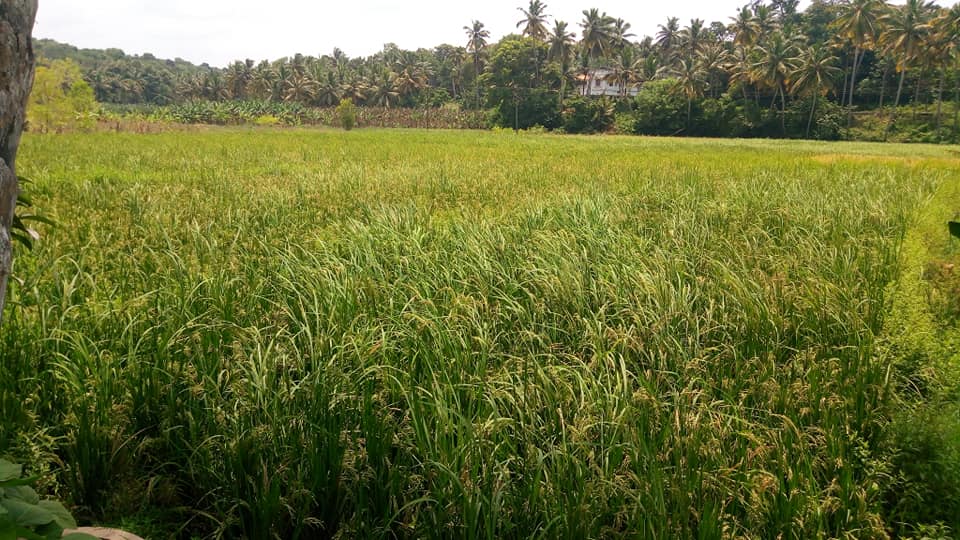nagercoil_town's tweet photo. #Kollemcode. https://t.co/SAmn1whcKm