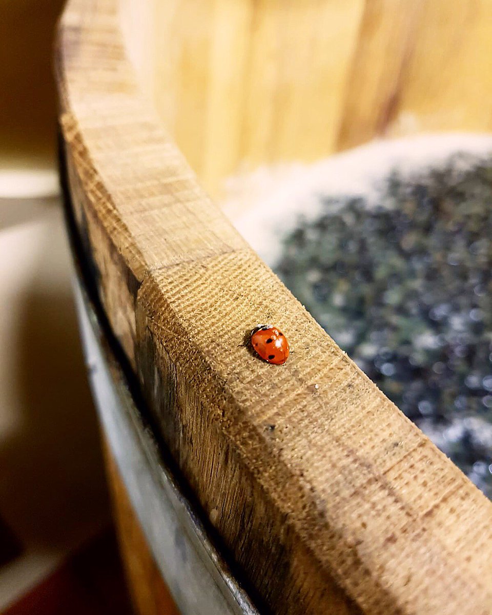 A #ladybug checking out #fermentation of #2018vintage  <a href="/grattamacco/">maurizio colucci</a> #collemassari #nature #natural #italian #tuscany #organic #wine  #bolgheri #supertuscan #winemaking