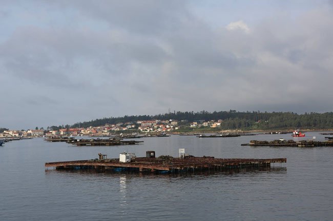 Vigo acogerá en octubre un curso de formación del proyecto <a href="/SemillaAriema/">SEMILLA_ARIEMA</a> para empleados del sector #acuicultura bit.ly/2Q9StOj