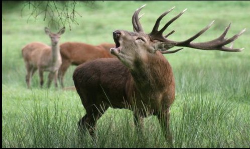 Wer die Brunft des Rotwildes genießen möchte, hat – kinder- &amp; familienfreundlich – ab sofort am Gartower Wildgatter Gelegenheit, das Seh- und Hörschauspiel zu bewundern. Unsere Empfehlung: Die späten Nachmittags- oder die Abendstunden. Foto: Peter <a href="/jpburkhardt/">Peter Burkhardt</a>