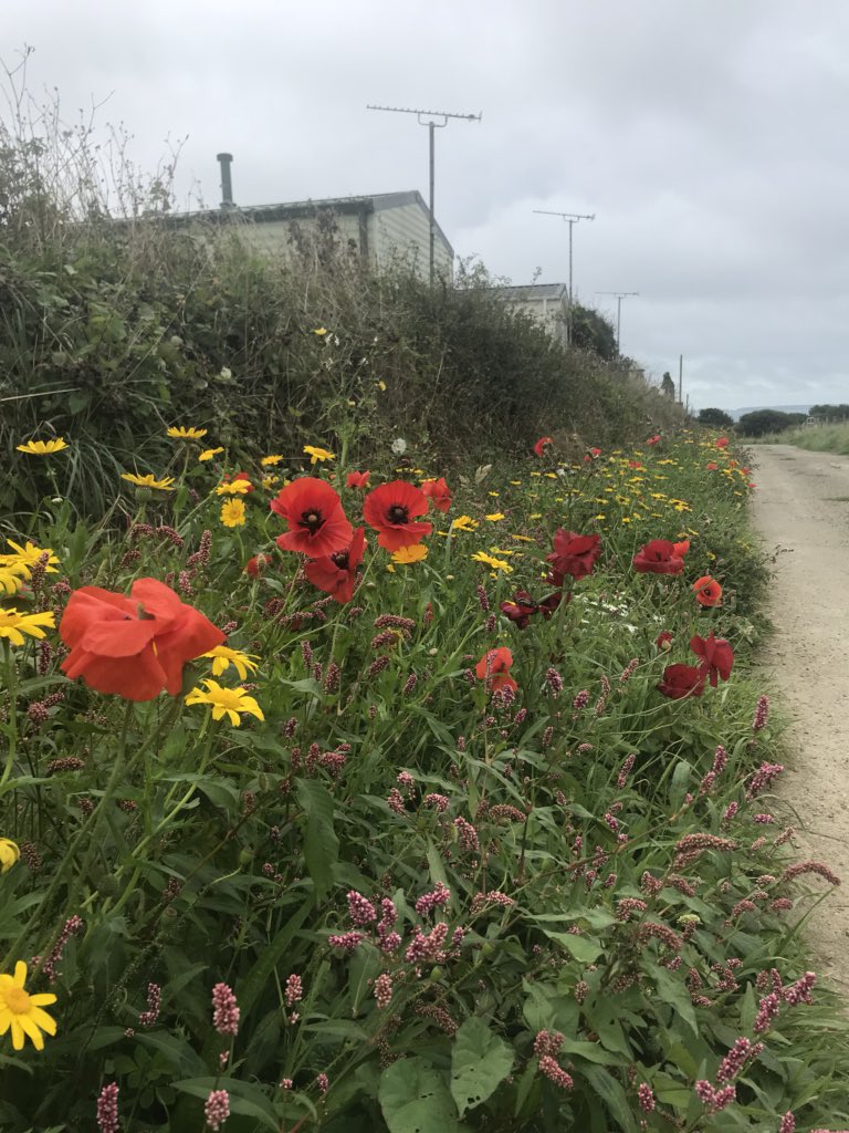 Llanungar (@solvaholidays) on Twitter photo Pleased to be part of the pollinator trail, banks booming <a href="/thebugfarmUK/">Dr Beynon's Bug Farm</a> #pollinatortrail #pollinators #biodiversity <a href="/StDavidsInfo/">St Davids Peninsula Tourist Association</a> Pleased to be part of the pollinator trail, banks booming <a href="/thebugfarmUK/">Dr Beynon's Bug Farm</a> #pollinatortrail #pollinators #biodiversity <a href="/StDavidsInfo/">St Davids Peninsula Tourist Association</a>
