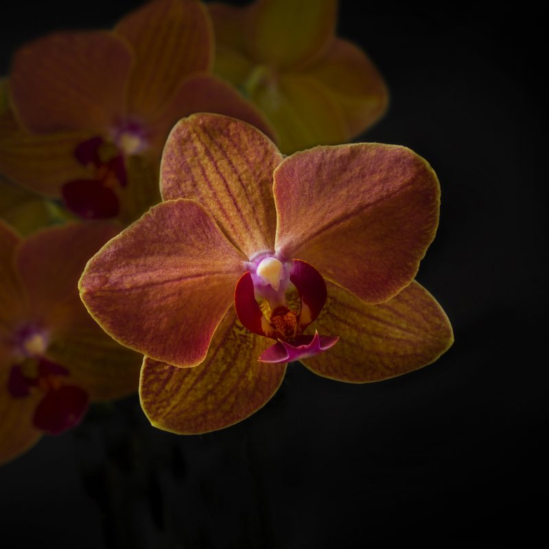 It’s the first Thursday of September, the international day of the orchid! Which colors do you have at home?
#wooningorchids #bambooorchid #dendrobiumnobile #orchids #orchidsofinstagram #orchidstagram #phalaenopsis #orchidday #dayoftheorchid  #internationaldayoftheorchid