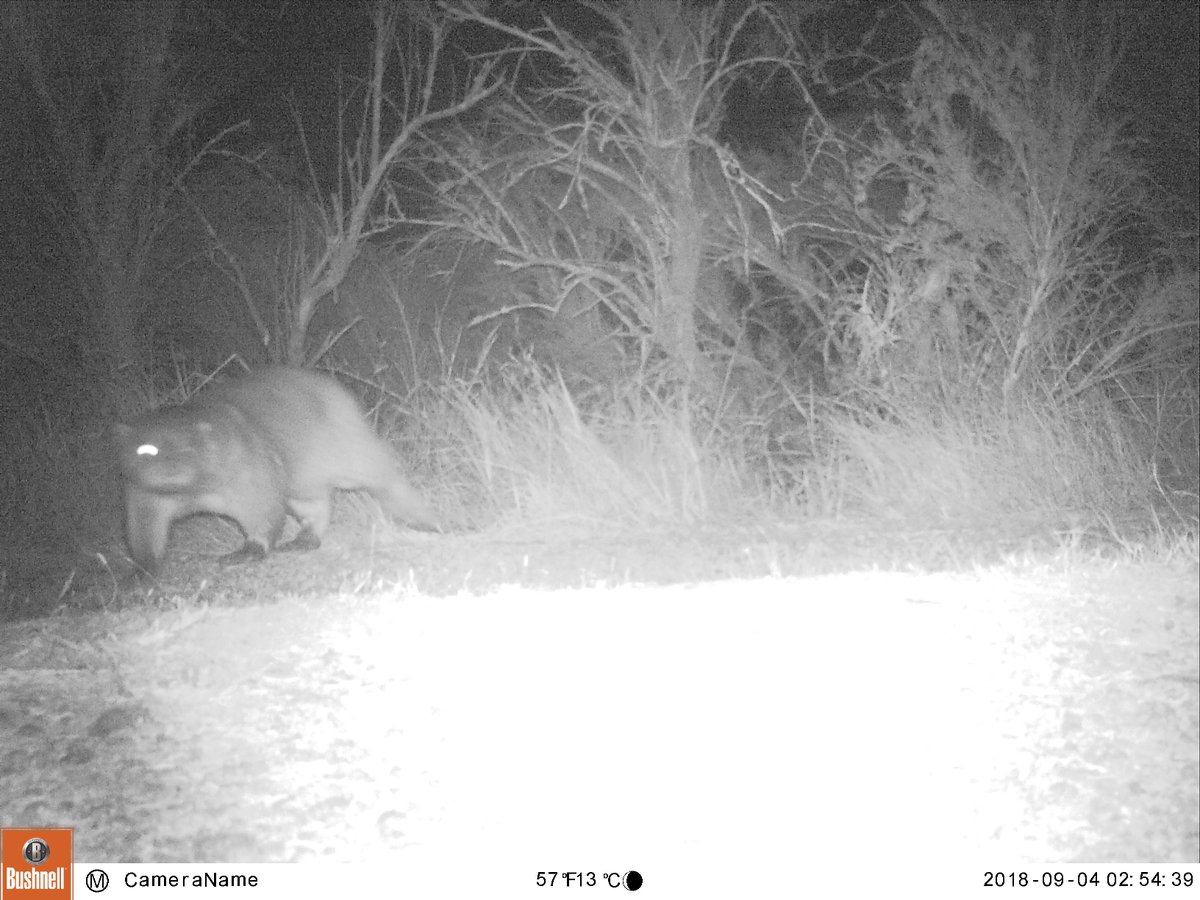 Après plus d'un an à voir des traces 💩c'est quand même plus sympa d'enfin rencontrer l'individu en photo. Premières photos de #loutre sur la réserve de #Chanteloup <a href="/ONCFS_officiel/">oncfs</a> #Vendée