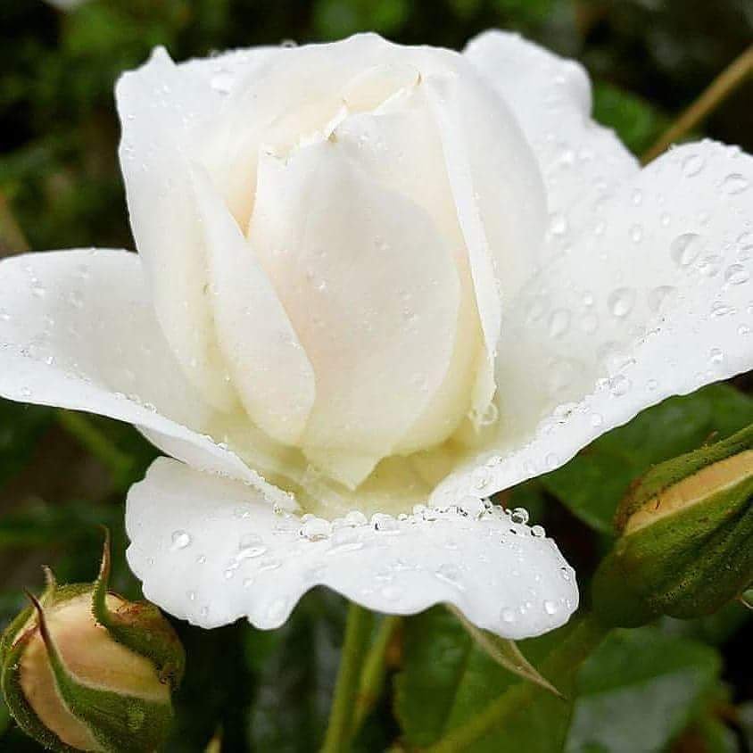 deals_flower's tweet image. Delicate white rose 🌹🌹🌹

#flowers #flowerporn #instabloom #flowersofinstagram #blooms #floweroftheday #springisintheair #sopretty #flowerstagram #roses #white #macro #flowersandmacro #macro_highlight #whiteroses #flowermagic #spring