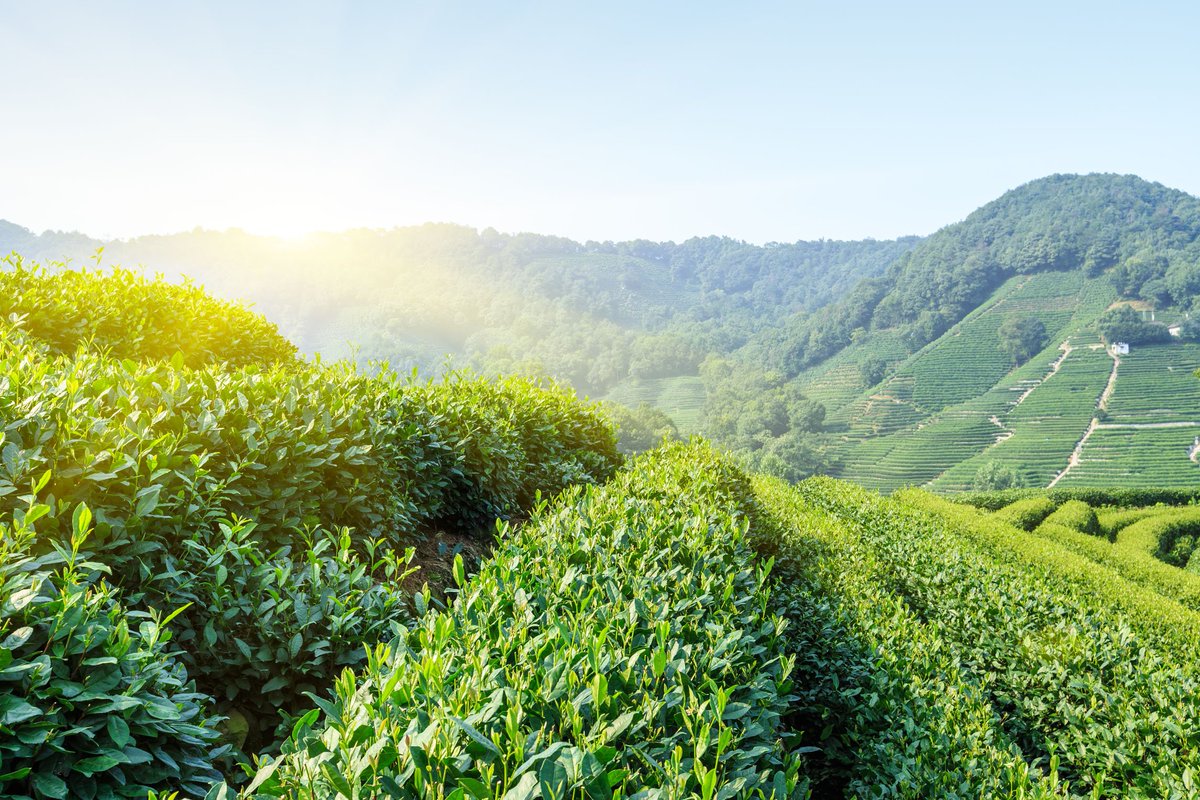 AEP_Blockchain's tweet photo. Tea ecology is the first industry ecology of AEP construction and the first applied ecology of AEP. A complete ecology which integrates tea growing, production, operation, culture, education, supply chain finance and tea derivatives into a whole will be built in future. https://t.co/1Rl9M6CVhj