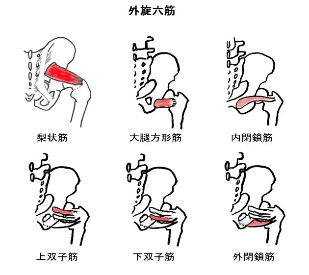 基礎医学のゴロ 知識大辞典 Twitter પર 股関節の外旋六筋の覚え方 股関節 外旋し過ぎてかなり痔だが か 下双子筋 な 内閉鎖筋 り 梨状筋 痔 上双子筋 だ 大腿方形筋 が 外閉鎖筋