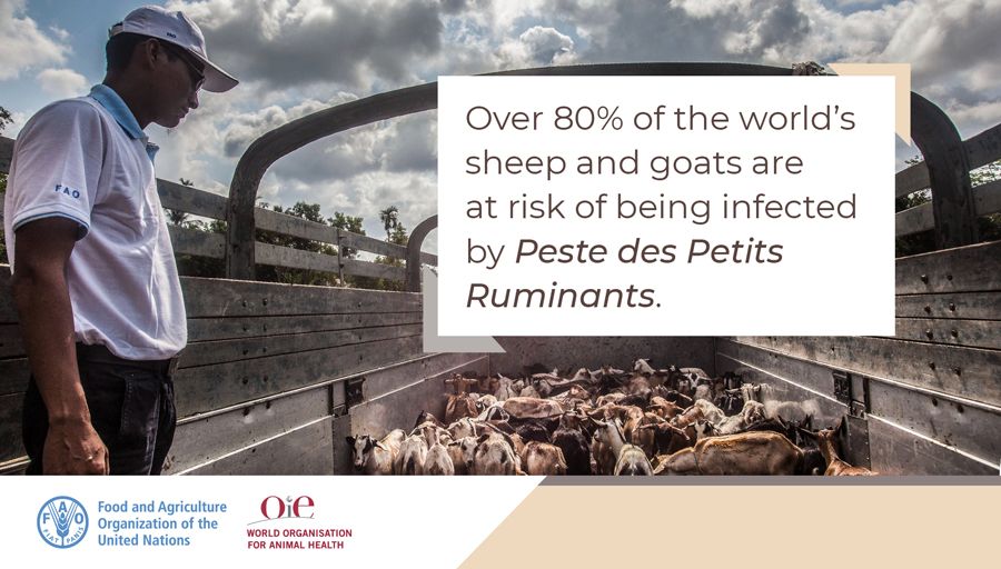 Eradicating sheep 🐑 and goat 🐐 plague can save the livelihoods of millions of people who rely on livestock for a living. 

#ZeroHunger  #PestedesPetitsRuminants #PPR