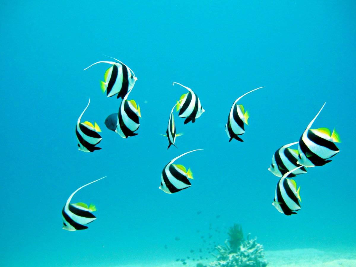 Backpackers Maldives On Twitter Snorkeling With Schooling