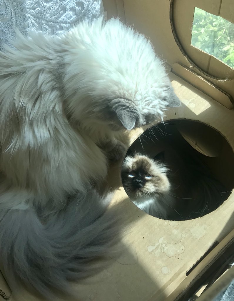 PoppyTheAdopted's tweet photo. Oh, hello.. #CatCottage #UninvitedGuest #CallThePolice https://t.co/kPHX9Ji5kI