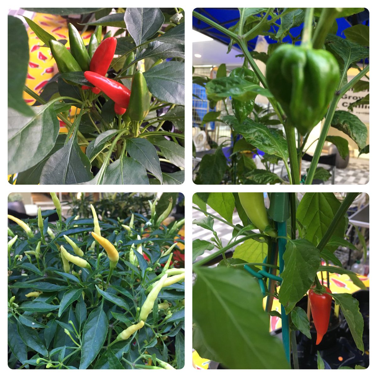 Woking Market Walk tweet media