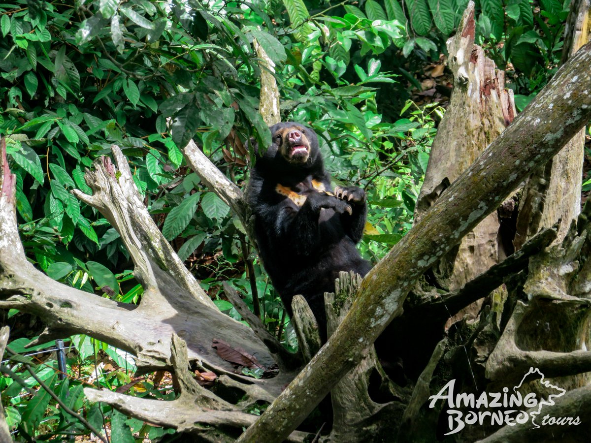 AmazingBorneo's tweet photo. Such gentle  creatures our Bornean Sun Bears are 😍 Oh, but they are a tad bit lazy too 😂 - CAS

https://t.co/hX0RnZd3GO https://t.co/guFrSivilz