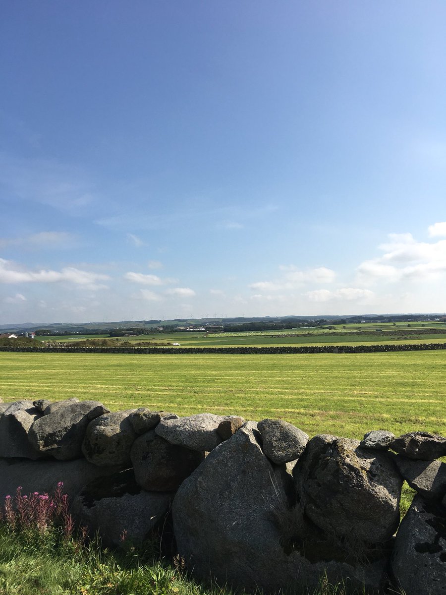 Fine varme septemberdagar på Jæren ☀️ Bonden reddar mykje godt grovfôr i hus. Ei melkeku aleine treng rundt 40 kilo til dagen! For å halda Q-melk produksjonen igang treng me 400 tonn grovfôr pr dag 🌱🌾 #qbonden