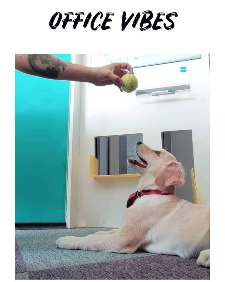 hyper_arrow's tweet image. Office Vibes 😍 #bringyourpatatwork