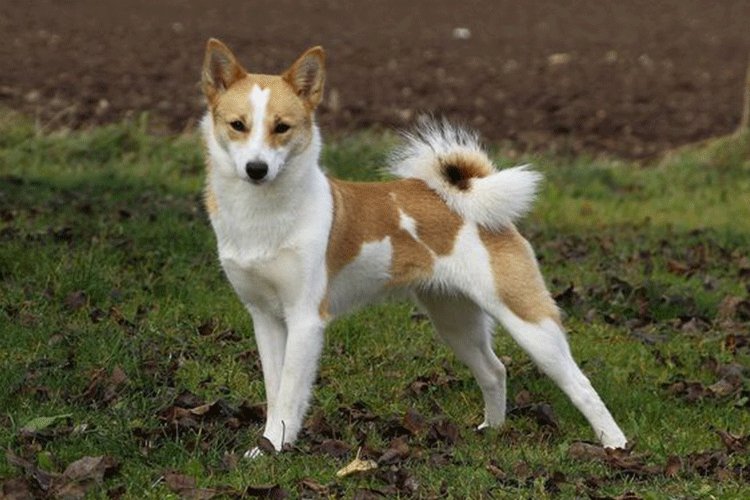 Der #Norrbottenspitz ist ein schwedischer #Jagdhund. Erfahre jetzt mehr: bit.ly/2NmLx1V #Hunderasse #Hunde #Hunderatgeber