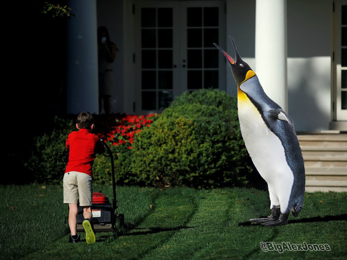 People Are Replacing Pictures Of Donald Trump With Penguins