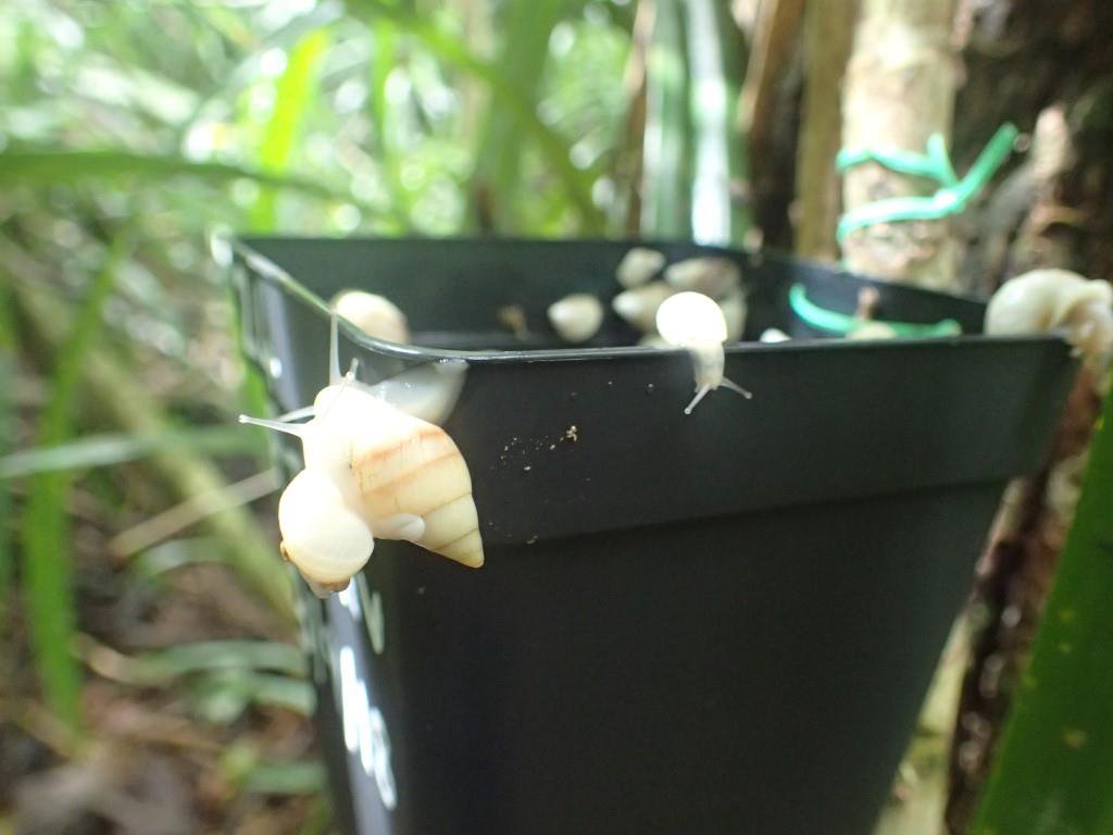 DomJermey's tweet photo. A great example of what collaborative work can achieve - both from organisations in the #UK, and internationally. We have now reached the 10,000 mark for #Partula snail reintroductions back into #FrenchPolynesia islands after nearly being wiped out. #WorkingCollaboratively @rzss https://t.co/yHVwAGyBkT
