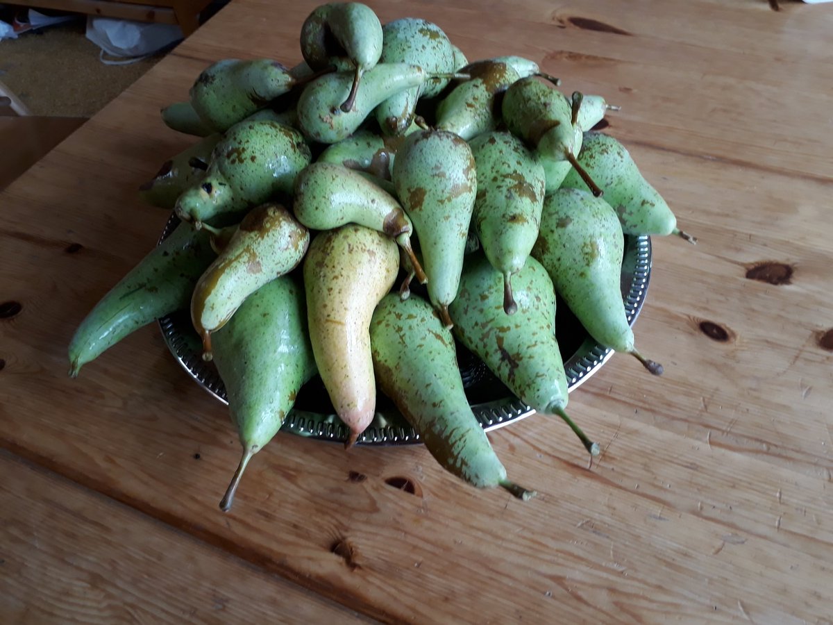 makesabe's tweet photo. Oogst van ons perenboompje 2018 #peren Aanzienlijk meer dan vorig jaar. #oogst https://t.co/kvGfXe9Q6y