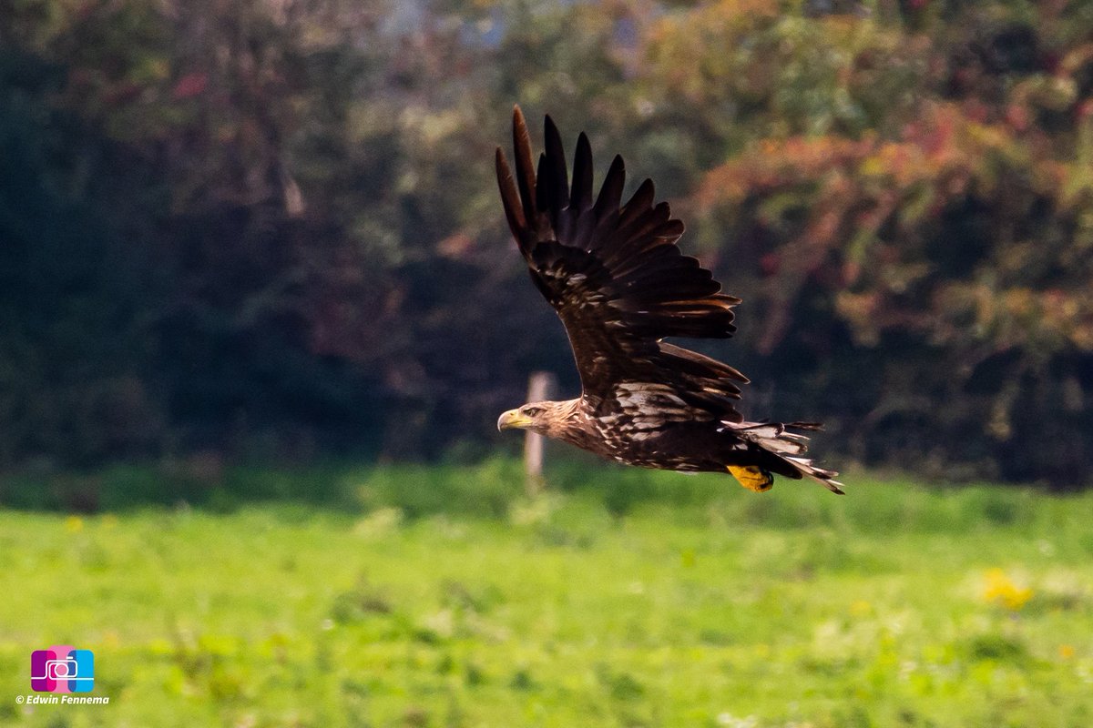 Fotograveluwe.nl (@fotograveluwenl) on Twitter photo Na 5 jaar zoeken, proberen, vallen en opstaan dan toch eindelijk de #zeearend een beetje fatsoenlijk vast kunnen leggen.
<a href="/Bpmfotografie/">BPMfotografie Breda</a> <a href="/NatuurKiek/">Ronald O</a> @mjphotonl <a href="/waarneming/">Waarneming.nl</a> <a href="/VroegeVogels/">Vroege Vogels</a> @Leigh_Ann_Casey Na 5 jaar zoeken, proberen, vallen en opstaan dan toch eindelijk de #zeearend een beetje fatsoenlijk vast kunnen leggen.
<a href="/Bpmfotografie/">BPMfotografie Breda</a> <a href="/NatuurKiek/">Ronald O</a> @mjphotonl <a href="/waarneming/">Waarneming.nl</a> <a href="/VroegeVogels/">Vroege Vogels</a> @Leigh_Ann_Casey