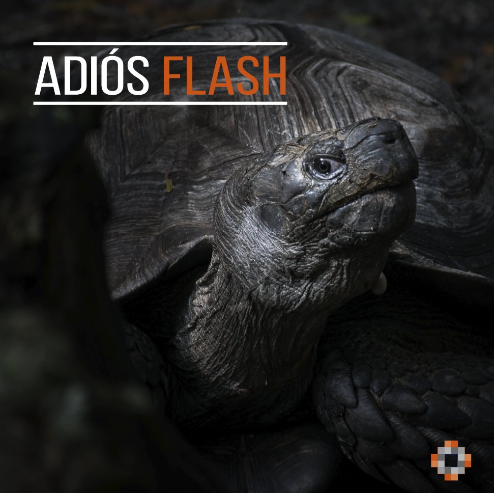 nolookback_es's tweet photo. Hoy despedimos a #FlashTheTortoise. Ya no aguanta más, lleva 2 semanas metida en su caparazón y no quiere salir, ahora ha dicho que ya se va a #hibernar, que no nos aguanta más.
Gracias Flash por todo, cuando quieras puedes volver.
#WeLoveFlash
#FlashTheTortoise #septiembre https://t.co/zACsnOPeN0