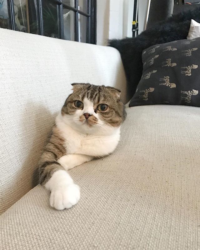 MacchaCat's tweet photo. How did I get here? I don’t know where to begin. #macchacat https://t.co/uZX7osA7nL https://t.co/tdNiDxFjZB