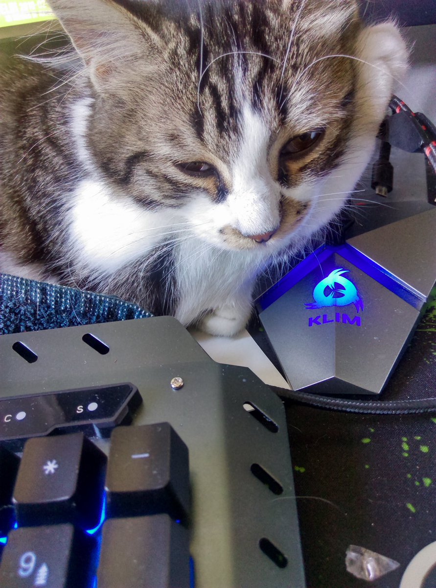 Ravn_Arock's tweet image. Quand le chat aime le Bungee @KLIMTechs 
#cat #chat #klimtechs #epiletic_snail #bungee