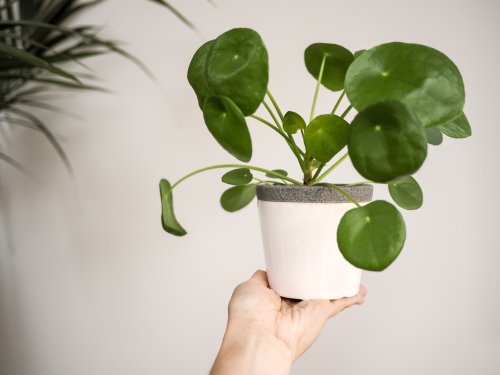 Les plantes vertes sont à l'honneur dans nos boutiques en ce moment et nous on craque totalement sur le Pilea !