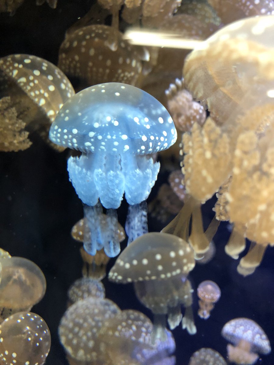 後輩クラゲ飼育係のつぶやき篇】 クラゲ研究室には、青いタコクラゲ