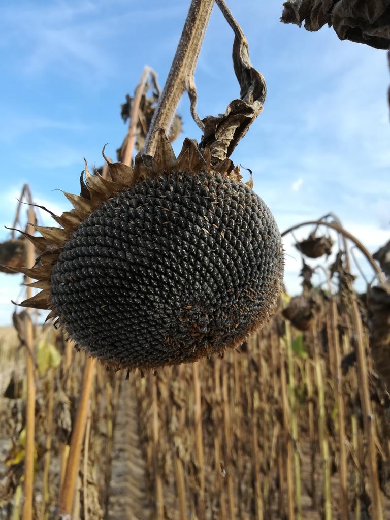 charlened70's tweet photo. @laurentjung54 Rendement élevé sur cette parcelle située au sud de la Haute Saône : 36.5 qx /ha à 8,5 % d'humidité. Capitules bien fécondés #LG50.525 https://t.co/xwYyYwBFVM