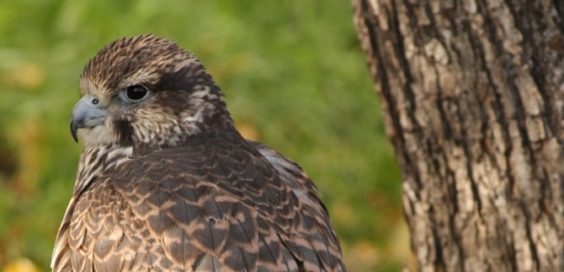 For the first time in ten years, an active nest of Saker Falcon (Falco cherrug) has been found in Bulgaria by <a href="/BSPB_BirdLife/">БДЗП</a> . Hopes are high that this endangered raptor is one step closer to establishing a sustainable breeding population in the country. birdlife.org/europe-and-cen…