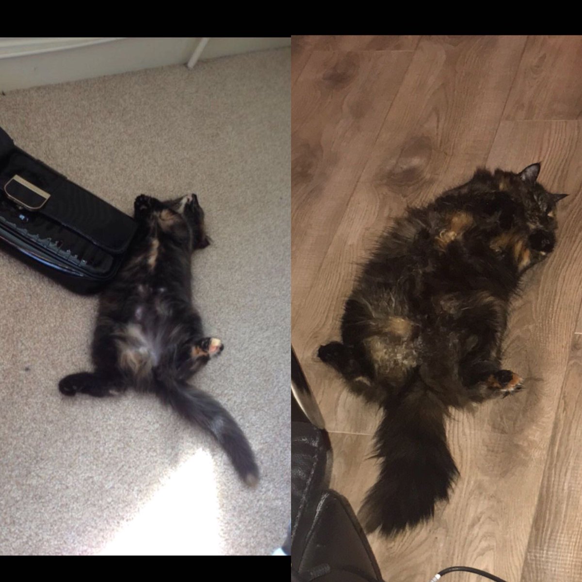 Twigbo2's tweet photo. Left: twiglet 12 weeks old
Right twiglet 5 years old
#bigfluffycat #tinytail #catsofinstagram #CatsOfTwitter https://t.co/biTAbT3nIa