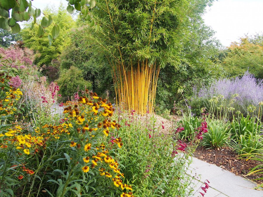 Grow Golden Chinese Bamboo and Yellow Cane Bamboo - Add a Splash of Gold to Your Garden