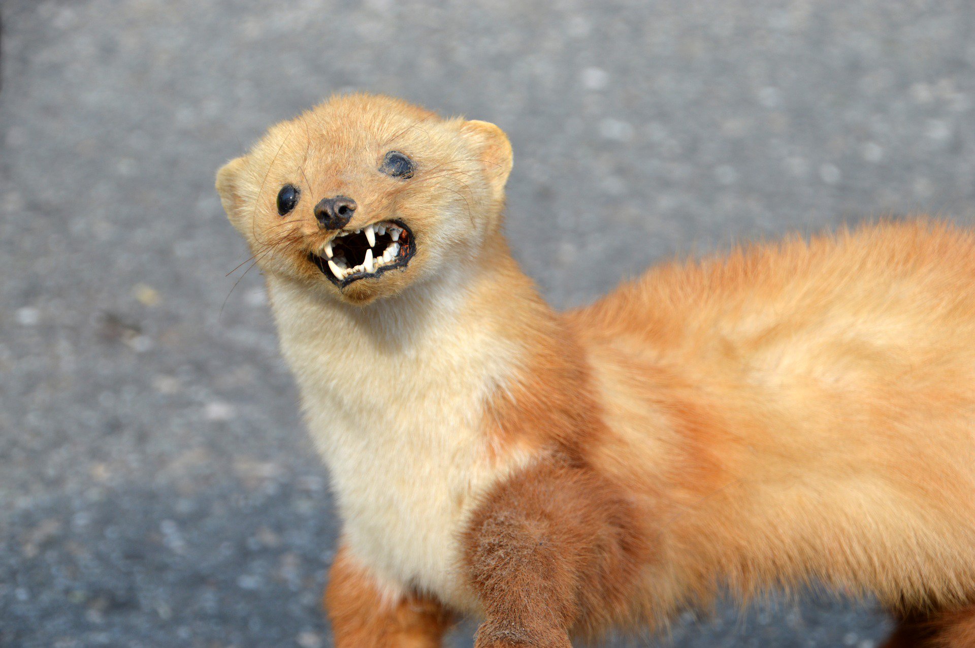 Instinct Animal Belette D Europe Belette Pygmee Fiche Animaux Mammifere Carnivore De La Famille Des Mustelides T Co 6mdvbzrbwn T Co Dbtzvdvota Twitter