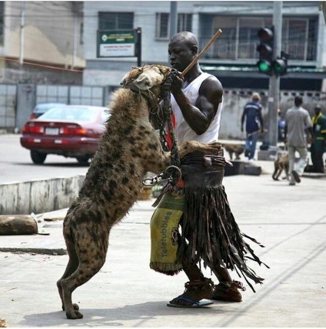 Hyena Pet