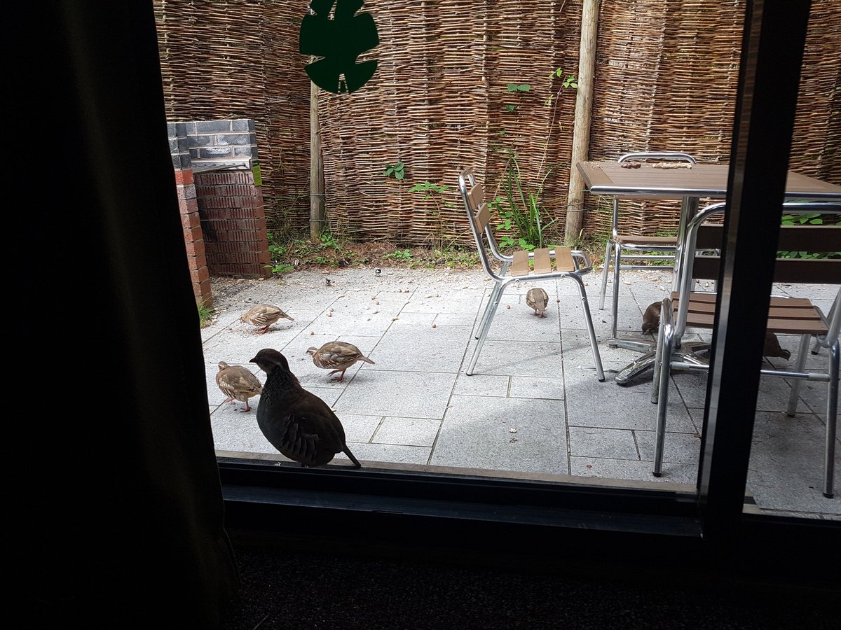 LisaMc_Edin's tweet photo. We hit the jackpot today. 7 quail and a red squirrel visited us ๐ @CP_UK_Whinfell #cpspot https://t.co/xLVhIDQmBx