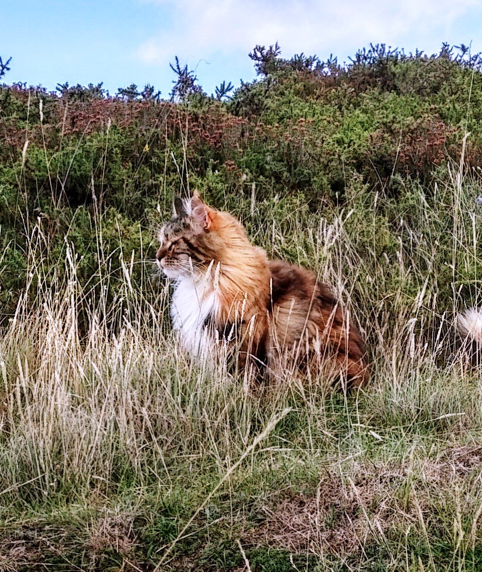 ACTtheCat1's tweet image. #ACT teaches #cognitivedefusion which helps me learn to reduce the tendency to buy into harmful/ineffective thoughts,emotions&amp;amp;memories.Rather than try to change the way I think,or to talk myself out of my opinions,cog defusion helps me to choose tonot engage with harmful thoughts