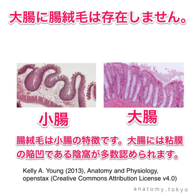 かずひろ先生の 徹底的国試対策 解剖学 Goukakuouenman 18年09月 Twilog かずひろ先生の 徹底的国試対策 解剖学 Goukakuouenman 18年09月 Twilog