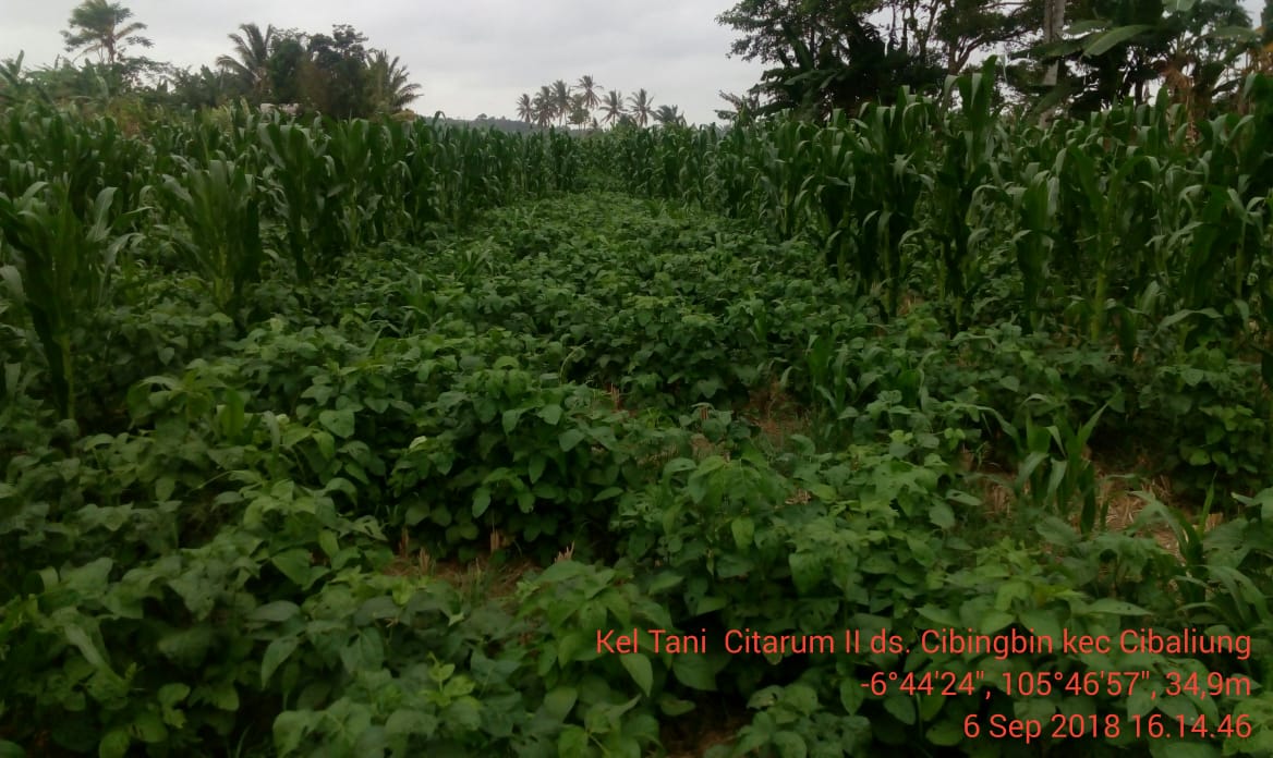 dpkppandeglang's tweet photo. Monitoring Evaluasi Tumpangsari Jagung dan Kedelai serta persiapan Padi Gogo di Desa Cibingbin, Kecamatan Cibaliung 📸 @ipingsaripin

#pajale #padi #jagung #kedelai https://t.co/844u9W0QZr