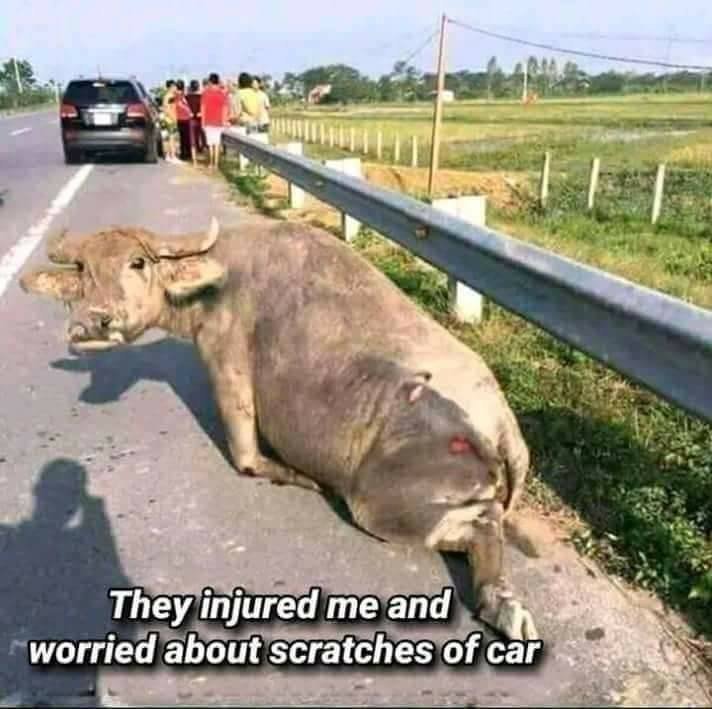 zkong25's tweet photo. How tragic! A badly injured cow being ignored while scratches on the car that hit the poor cow gets all the attention!
@tsemtulku
#BeKind #kindtoanimal #animals #Help #vegetarian #saveOurfriends https://t.co/DRgei3c8hs